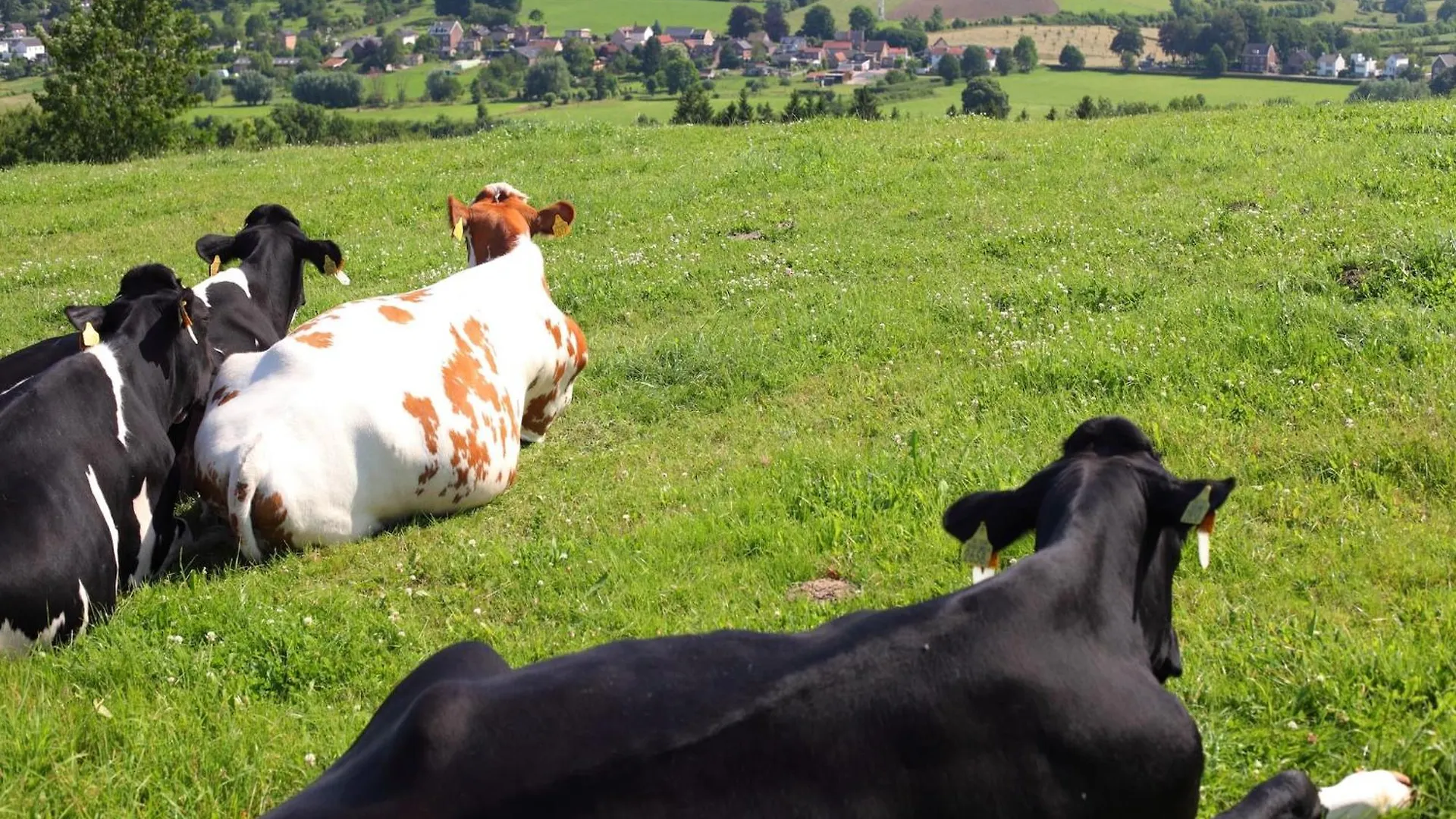 Nice Bungalow With Sauna And Bubble Bath, On A Holiday Park, 4 Km Valkenburg Walem Holiday home